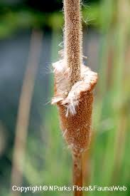 Image result for Typha