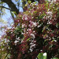 Image result for Jasminum pauciflorum