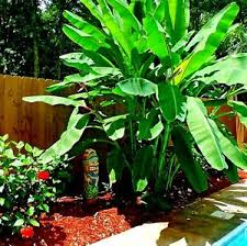Photo about banana tree green and the bunch of fruit. 10 Dwarf Cavendish Banana Tree Seeds Musa Acuminata Tropical Fruit Plant Ebay