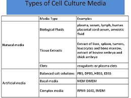 We did not find results for: In Name Of Allah Cell Culture Media And