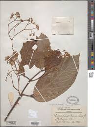 Image result for Lasiodiscus mannii