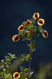 Image result for Combretum hereroense