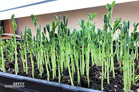 Maybe you would like to learn more about one of these? Pea Sprouts And Shoots A Step By Step Growing Guide