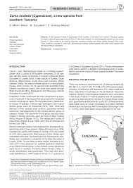 Image result for Carex cyrtosaccus