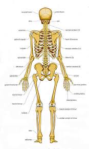 In order to navigate out of this carousel please use your heading shortcut key to navigate to the next or previous heading. Chart Of Human Bones Rear View