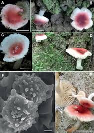 Image result for Russula sp