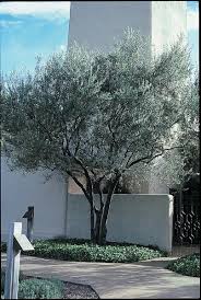 Image result for Olea woodiana
