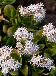 We did not find results for: Jade Plant Flowers Crassula Ovata Succulent Green White Leaves Garden Plant Pikist