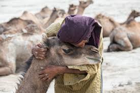 Don't you go to (the fold) of our camels along with our shepherd, and make use of their milk and urine. Where Camels Take To The Sea Hakai Magazine