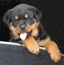 image result for german rottweiler name ideas