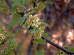 Image result for Citropsis