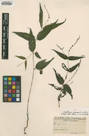 Image result for Justicia protracta