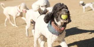 Mom is a achnoodle, less that nine lbs. Arizona Poodle Rescue Saving Standards And Standard Poodle Mixes Who Are In Need Of Care And New Homes