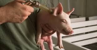 Each Farm Needs Right Vaccination Program For Pigs And