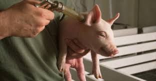 each farm needs right vaccination program for pigs and