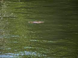 They are not common in areas where there is a lot of human activity but can be found in some small lakes and creeks. Submitted Photos Lake Jordan Hobo