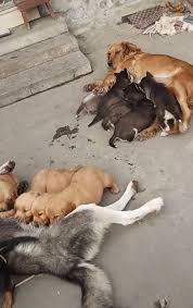 All our dogs get plenty of tlc. Confused Golden Retriever And Husky Puppies Mix Up Parents When Trying To Get Milk Daily Star