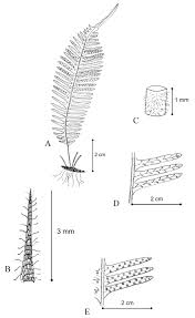 Image result for Lellingeria