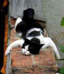 King Collin S Cat Palace Public Group Facebook Cute Animals Crazy Cats Cats