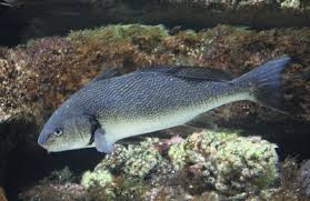 We did not find results for: Pesca All Ombrina Carattere Alimentazione Ed Esche