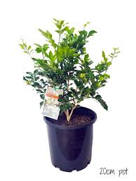 Plants in the genus murraya are shrubs or trees with pinnate arranged alternately, usually glandular, aromatic. Swanes Nurseries Murraya Paniculata