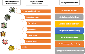 Image result for Pentadesma