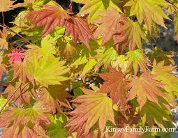 With brilliant red leaves and a small stature, the japanese red maple is an excellent tree. Japanese Maple Trees For Sale Georgia Kinsey Family Farm