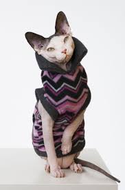 The sphynx is recognized by the american cat fanciers association, the cat fanciers association a sphynx does not have a higher body temperature than other cats, but it seems like it because there. Sphynx Cat Apparel And Polar Fleece Sphynx Cat Wear Clothing Sphynx Cat Cat Clothes Cats