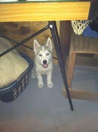 Akita puppy for sale in mem, tn, usa. Husky Pets And Animals For Sale Tennessee