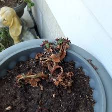 Image result for Impatiens keilii