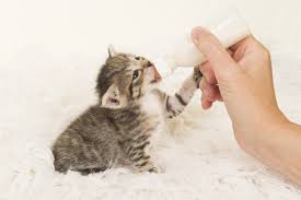 As well as teach you the correct way to bottle feed your. Tails From The Foster Kittens Should You Feed Kittens Goat Milk