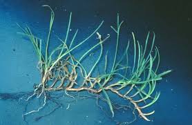 Image result for Kyllinga