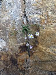 Check spelling or type a new query. Flowers Growing Out Of A Crack In The Rock Nature Always Finds A Way Natureisfuckinglit