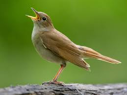 Where We Are From The Birds Sing A Pretty Song The Mystery Behind The Nightingale S Beautiful Song Has Been Revealed With Scientists Finding That Male Birds Sing Complex Nightingale Bird Animals Male Bird