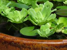 No one knows if water lettuce is native to north america or not. Water Lettuce An Unassuming Little Pond Plant With A Big Personality