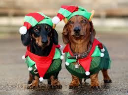 Join our community of paw lovers across the u.s. Video Dachshund Through The Snow 500 Sausage Dogs Enjoy Festive Frolics The Irish News
