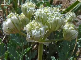 Image result for Equilabium parvum