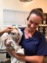 A good exotic pet veterinarian is a hard find; Exotic Pet Veterinary Care Westminster Veterinary Group
