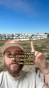 Around 14 million bees were