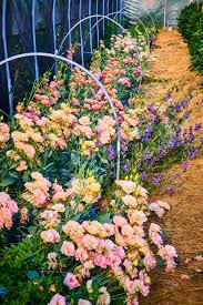 Image result for eustoma lisianthus in garden