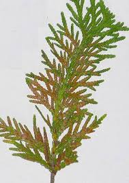 Image result for thuja drying out dead dried symptoms)
