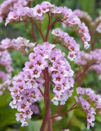 Image result for Brillantaisia oligantha