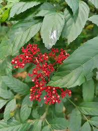 Image result for Leea