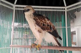 Maybe you would like to learn more about one of these? 510 Gambar Burung Elang Dalam Sangkar Terbaik Gambar Hewan