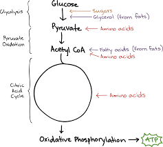 They also prevent protein from being used as an energy source and enable fat metabolism, according to iowa state university. Connections Between Cellular Respiration And Other Pathways Article Khan Academy