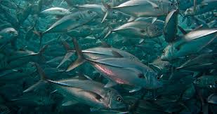 Les Modeles Mathematiques Peuvent Aider A Mieux Gerer La Peche Encyclopedie De L Environnement