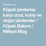 Turkiyenin En Guzel Alman Kurdu Alman Coban Kopegi Kopek Turleri Bekci Kopegi