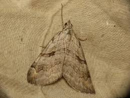 Image result for Aplocera efformata