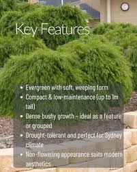 Image result for Carex cognata