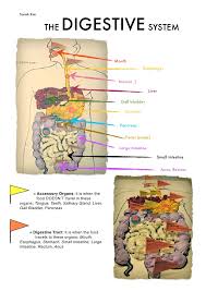 From appetite suppression to constipation. The Digestive System Model